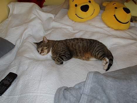 Huskat arnold - sover igen:p billede 4