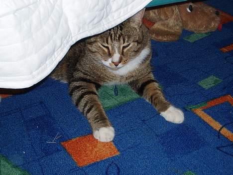 Huskat arnold - ihh. her kan jeg ingen gang gemme mig:p billede 5