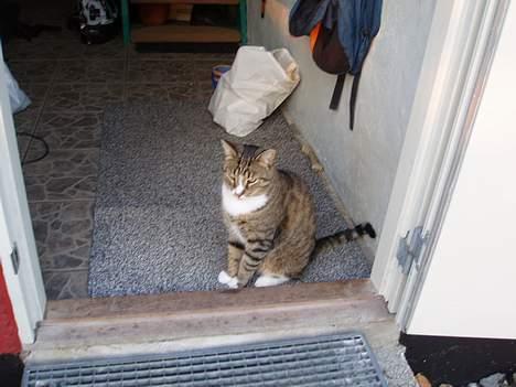 Huskat arnold - i sommers billede 6