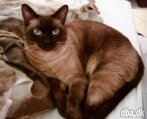 Siameser Romeo - min elskede afdøde kat. RIP billede 1