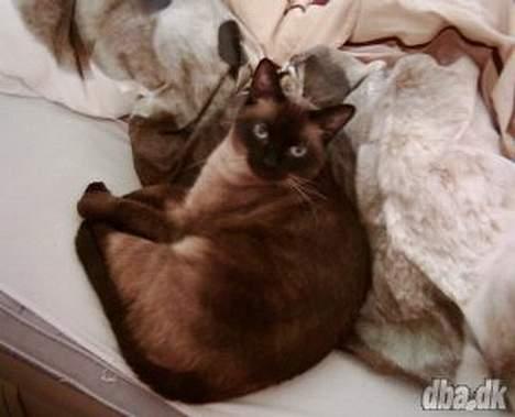 Siameser Romeo - min elskede missekat. RIP billede 2