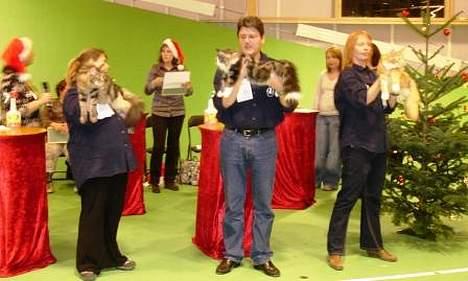 Maine Coon Belmicoon´s El´Dorro billede 11