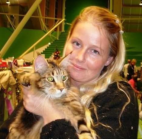 Maine Coon Belmicoon´s El´Dorro billede 13