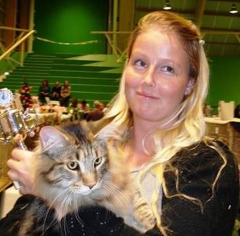 Maine Coon Belmicoon´s El´Dorro billede 14