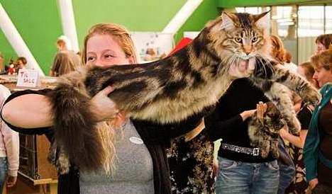 Maine Coon Belmicoon´s El´Dorro billede 15
