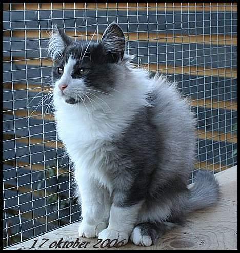 Norsk Skovkat buum cats dennis billede 1