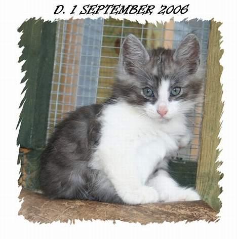 Norsk Skovkat buum cats dennis billede 2