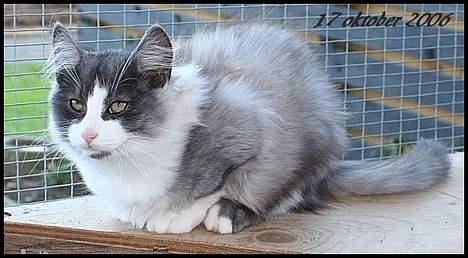 Norsk Skovkat buum cats dennis billede 3