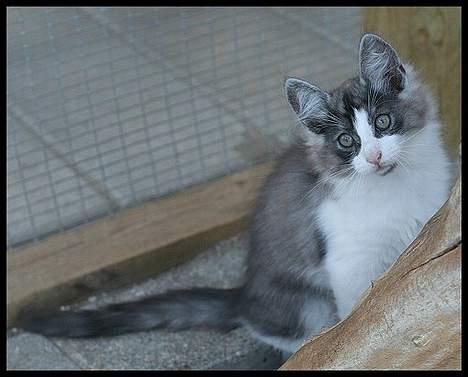 Norsk Skovkat buum cats dennis billede 4