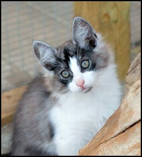 Norsk Skovkat buum cats dennis billede 5