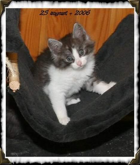 Norsk Skovkat buum cats dennis billede 6