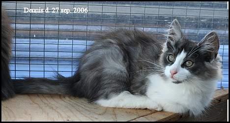 Norsk Skovkat buum cats dennis billede 7