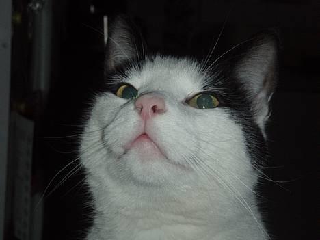 Huskat Arnold - Se min smukke snude. billede 1