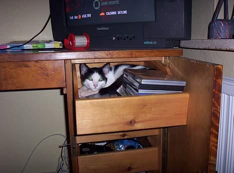 Huskat Arnold - Arnold finder gemmesteder. billede 2