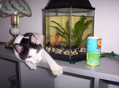 Huskat Arnold - "jeg kigger bare". billede 3