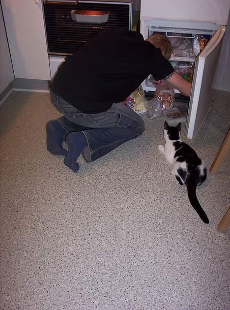 Huskat Arnold - Arnold hjælper til med aftensmaden. billede 4