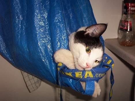 Huskat Arnold - Arnold gemmer sig i vasketøjsposen. billede 5