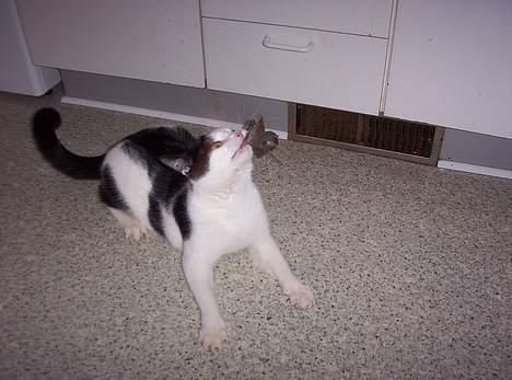 Huskat Arnold - Arnold blærer sig med sin mus. billede 7