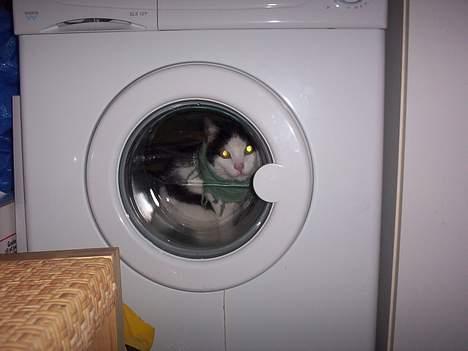 Huskat Arnold - Arnold tror vaskemaskinen er et rumskib. billede 8