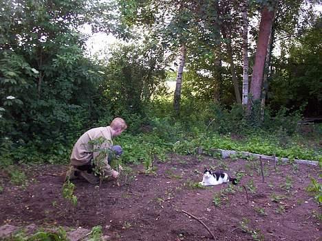 Huskat Arnold - Arnold er med sin far i haven. billede 9