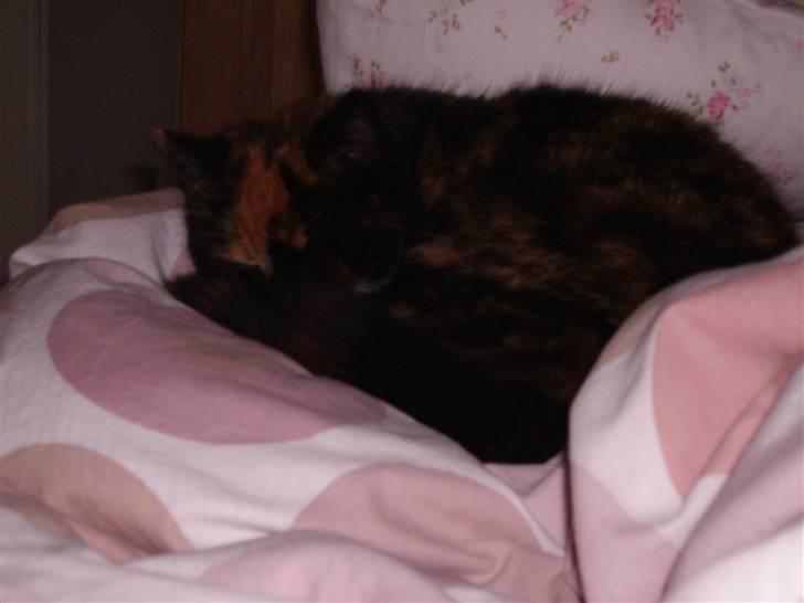 Blanding af racer Mette billede 16