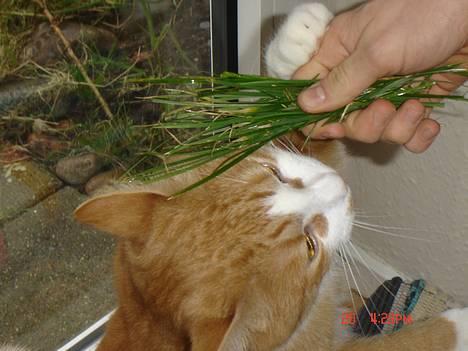 Blanding af racer Cæsar - uhm... græs....dejligt billede 17