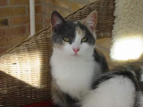 Huskat Mini billede 7