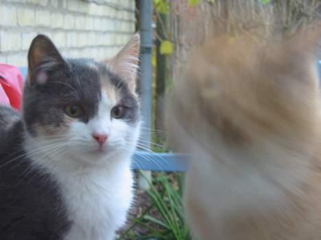 Huskat Mini billede 8