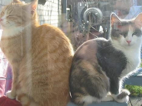 Huskat Mini billede 9