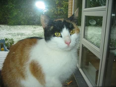 Huskat My billede 10