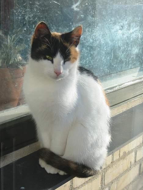 Huskat My billede 13