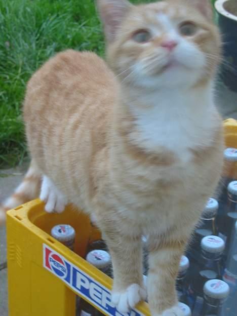 Huskat Simba billede 14