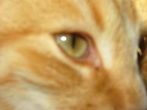 Huskat Simba billede 15