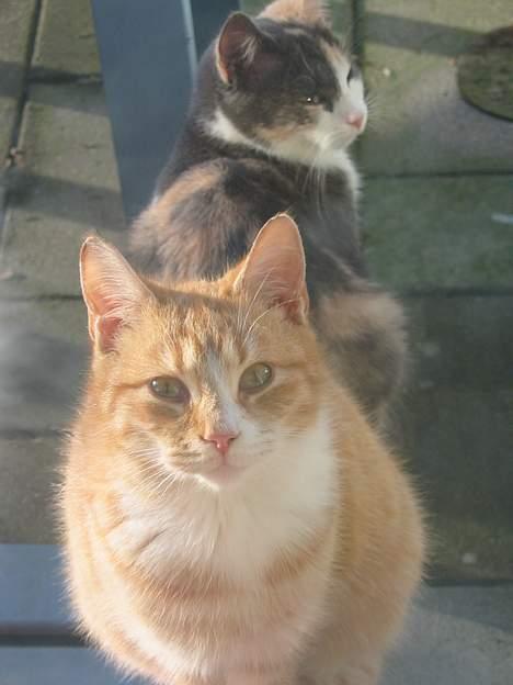 Huskat Simba billede 16