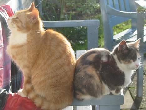 Huskat Simba billede 17