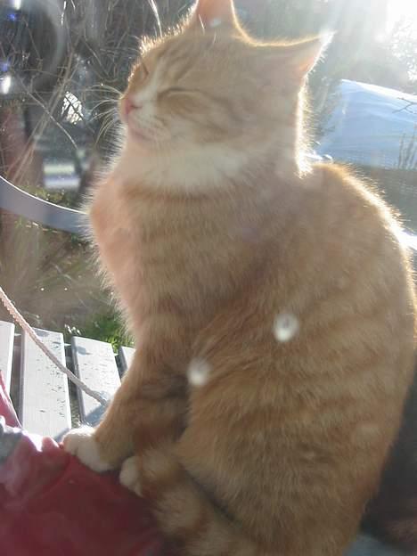 Huskat Simba billede 18