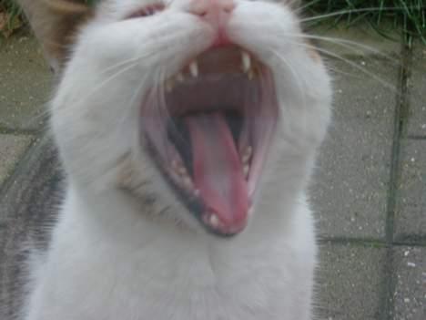 Huskat plet billede 8