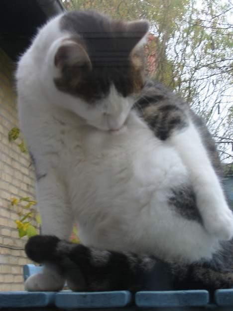 Huskat plet billede 9