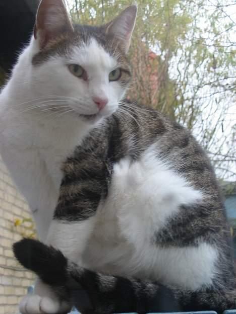 Huskat plet billede 10