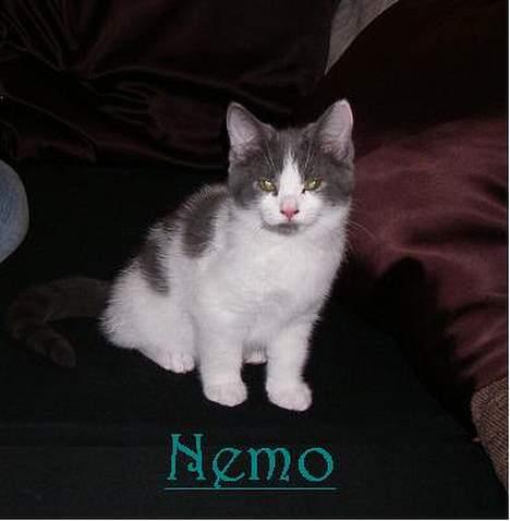 Blanding af racer Nemo - Her er han lige landet i sit nye hjem...  billede 5