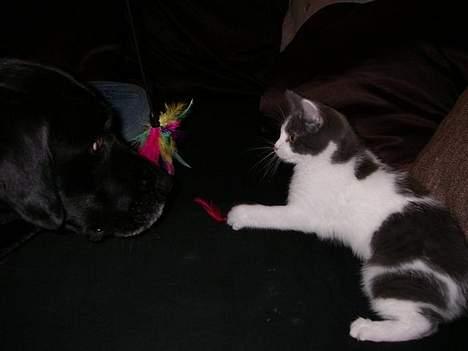 Blanding af racer Nemo - Uha hvad er du for en...en hund siger i...hmm har aldrig hørt om den race.... billede 6