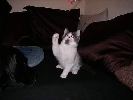 Blanding af racer Nemo - High five... billede 7