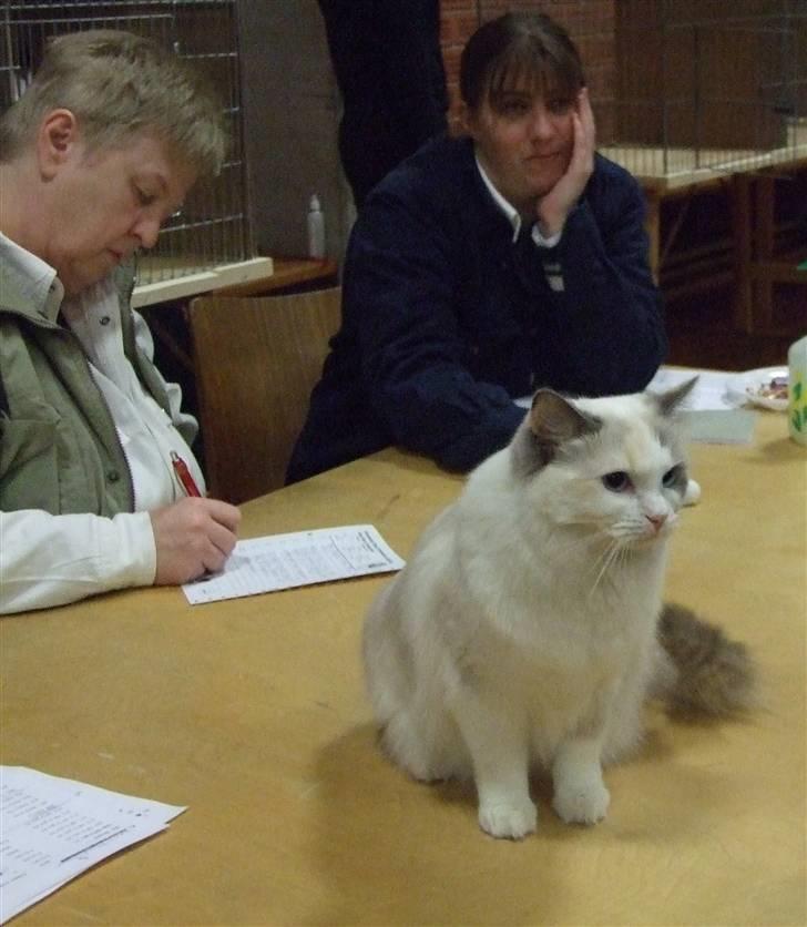 Ragdoll SP. Wrendsted Celinea DSM - Celinea til bedømmelse hos Lena Nordström i Haslev 3 Feb. 2008  billede 8
