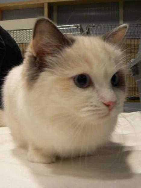 Ragdoll SP. Wrendsted Celinea DSM billede 9