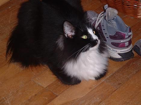 Norsk Skovkat CH. Catcom's Enigma billede 1