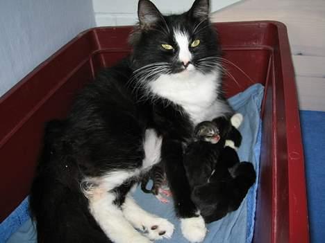 Norsk Skovkat CH. Catcom's Enigma billede 2