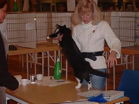 Norsk Skovkat CH. Catcom's Enigma billede 3