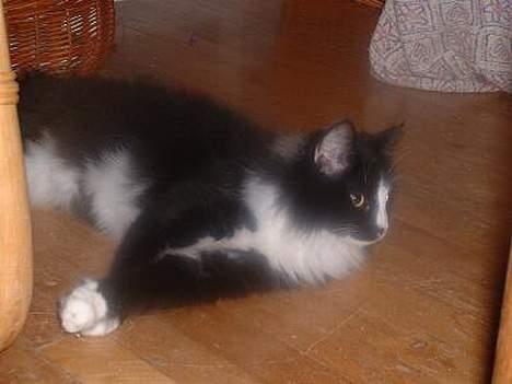 Norsk Skovkat CH. Catcom's Enigma billede 4