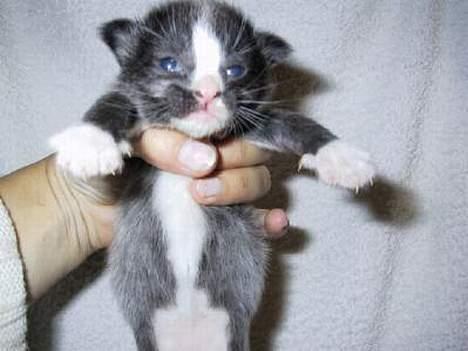 Norsk Skovkat CH. Catcom's Enigma billede 5