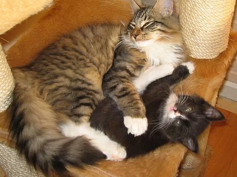 Norsk Skovkat EC. Mulle RIP billede 1